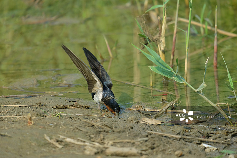 衔泥筑巢的春燕图片素材