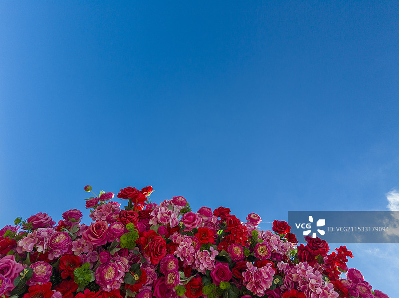 玫瑰花与蓝天图片素材