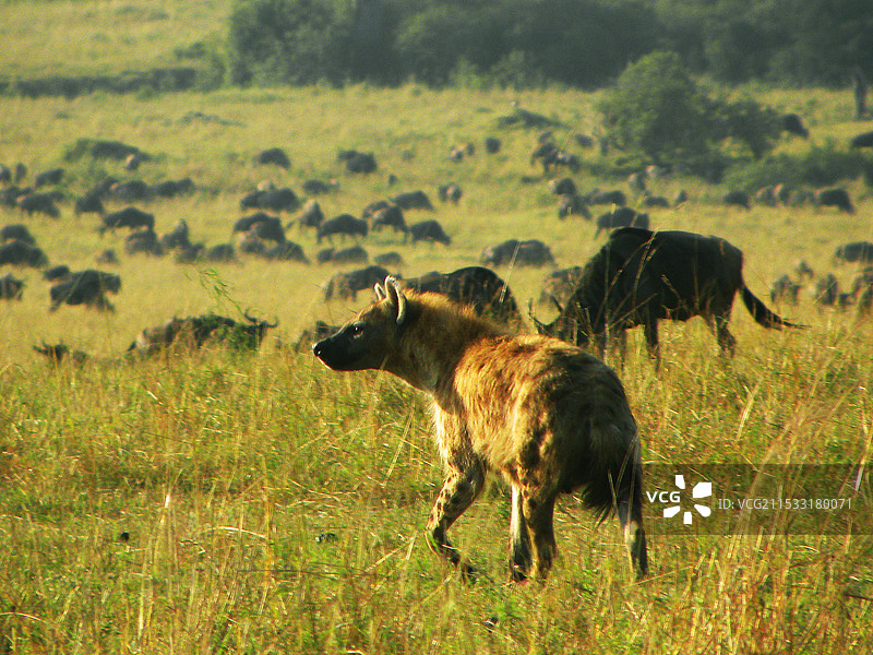 非洲江湖人称“二哥”的斑鬣狗图片素材