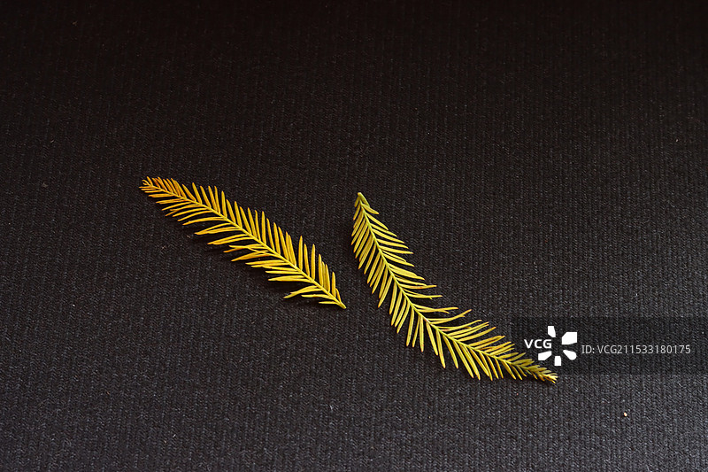 两片微微带黄的落羽杉树叶在黑色背景布上的特写图片素材