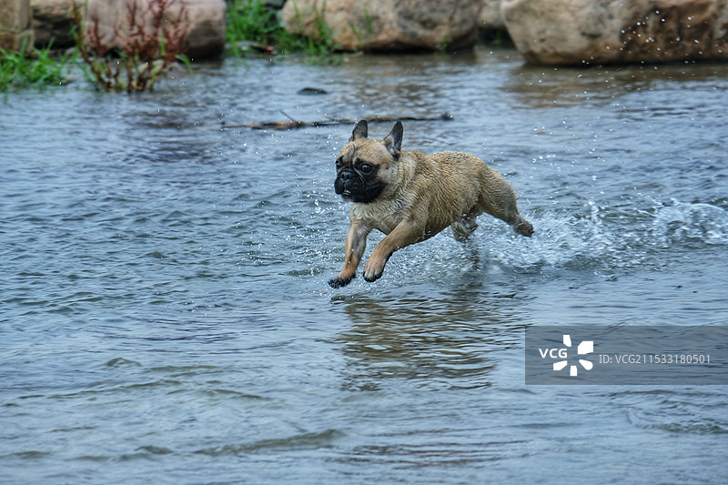 在水中欢愉奔跑的法兰西斗牛犬图片素材