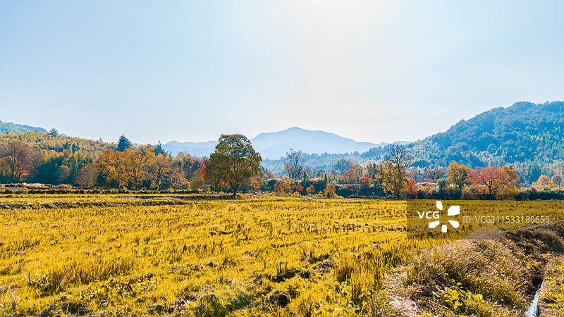金色稻田图片素材