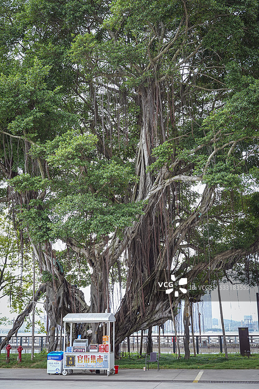 大榕树图片素材
