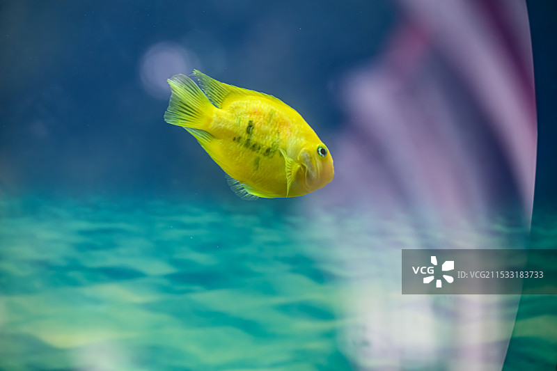 鹦鹉鱼图片素材