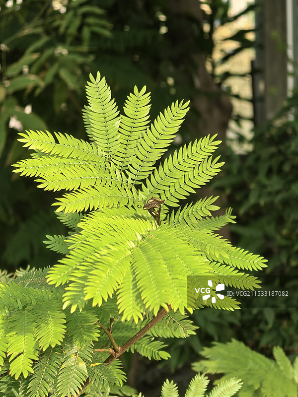 含羞树北京国家植物园图片素材
