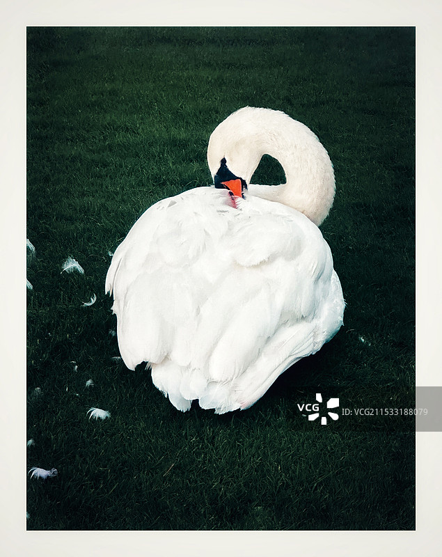 爱梳妆的白天鹅图片素材