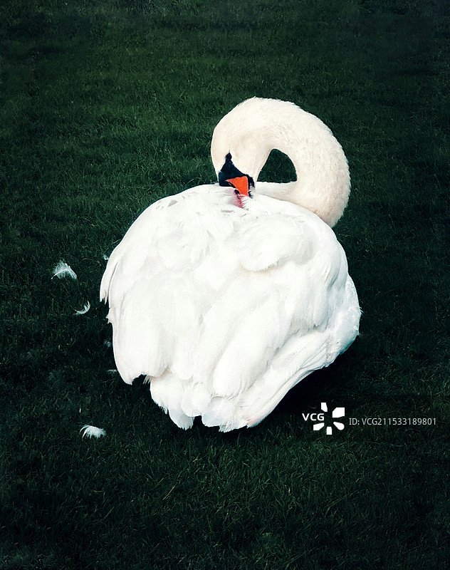 爱梳妆的白天鹅图片素材