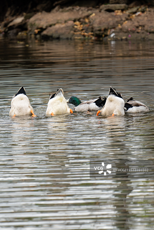 绿头鸭 一群绿头鸭觅食  大绿头 大红腿鸭 官鸭 对鸭 大麻鸭  广州 流花湖公园 三有保护动物图片素材