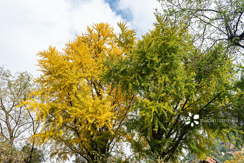 中国非都市风光拍摄主题，山东泰安泰山斗母宫门口古老银杏树绿色黄色的叶子特写，户外白昼无人图像摄影图片素材