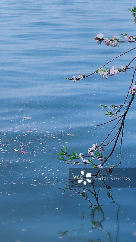 春天杭州西湖水上落花图片素材