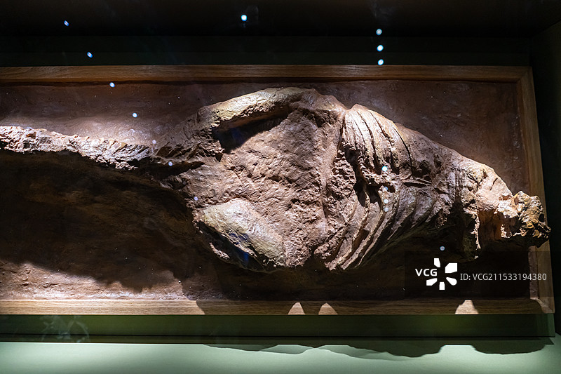 中国野生动物园拍摄主题，山东济南市博物馆高大的巨大的恐龙化石和身体骨骼骨架展览，室内无人图像摄影图片素材