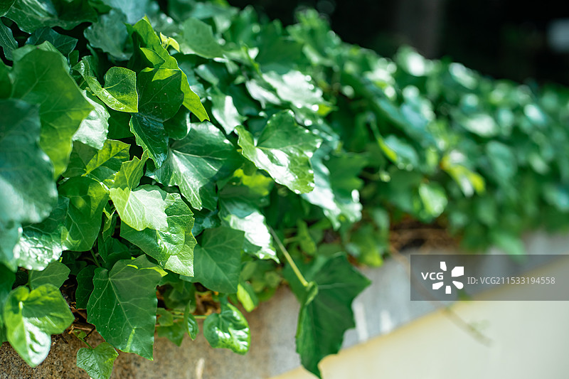 中国野生植物拍摄主题，园林绿化带里黄色的墙壁围墙上的绿色爬山虎植物，户外白昼无人图像摄影图片素材