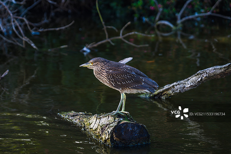 美国旧金山 夜鹭图片素材