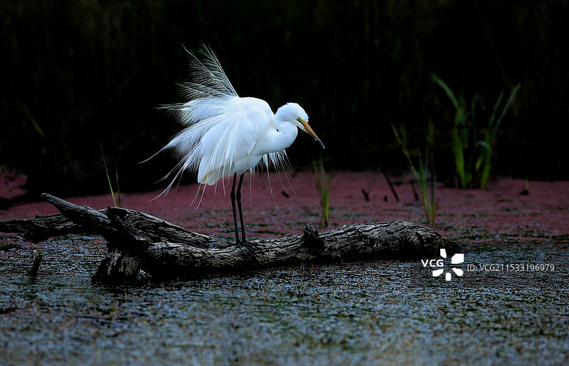 白衣仙子-大白鹭图片素材
