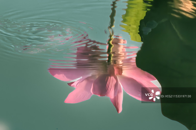 一朵粉色莲花的水中倒影，水面一圈涟漪图片素材