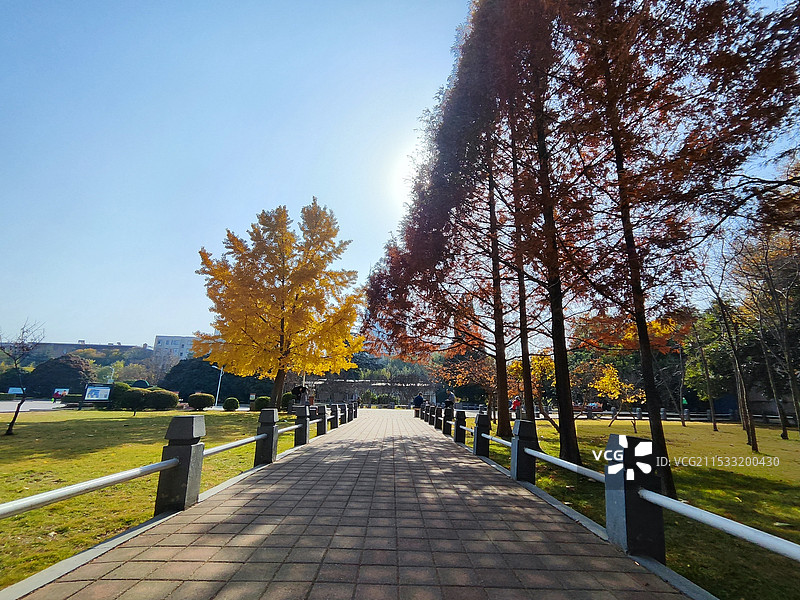秋季碧沙岗公园的道路图片素材