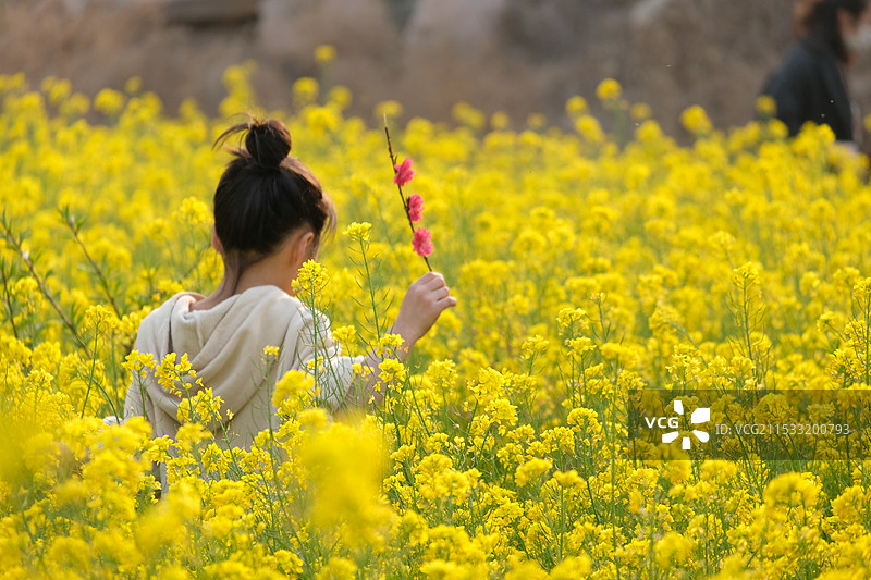 油菜花田里的小姑娘图片素材