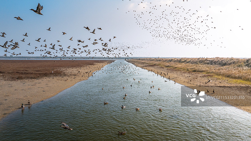 江苏东台条子泥景区的候鸟图片素材