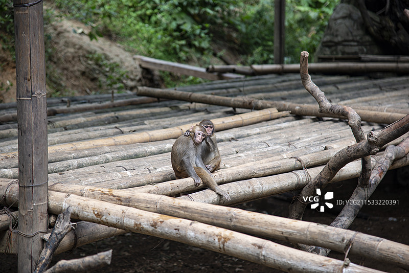 西双版纳原始森林公园景区图片素材