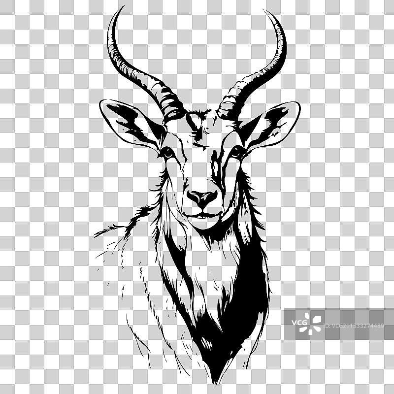 孤立的阿达克斯肖像手绘动物图片素材