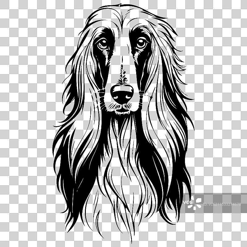 阿富汗猎犬肖像素描，真实手绘图片素材