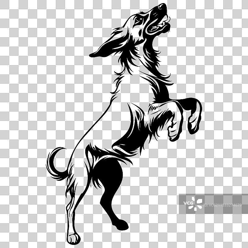 阿富汗猎犬跳跃的写实动物素描图片素材