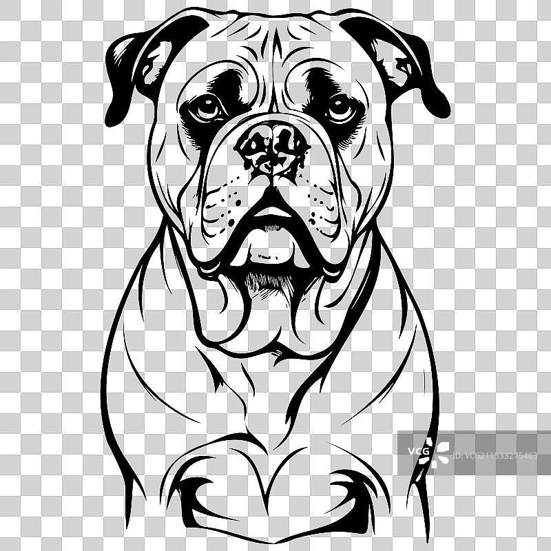 美国斗牛犬肖像画写实风格图片素材