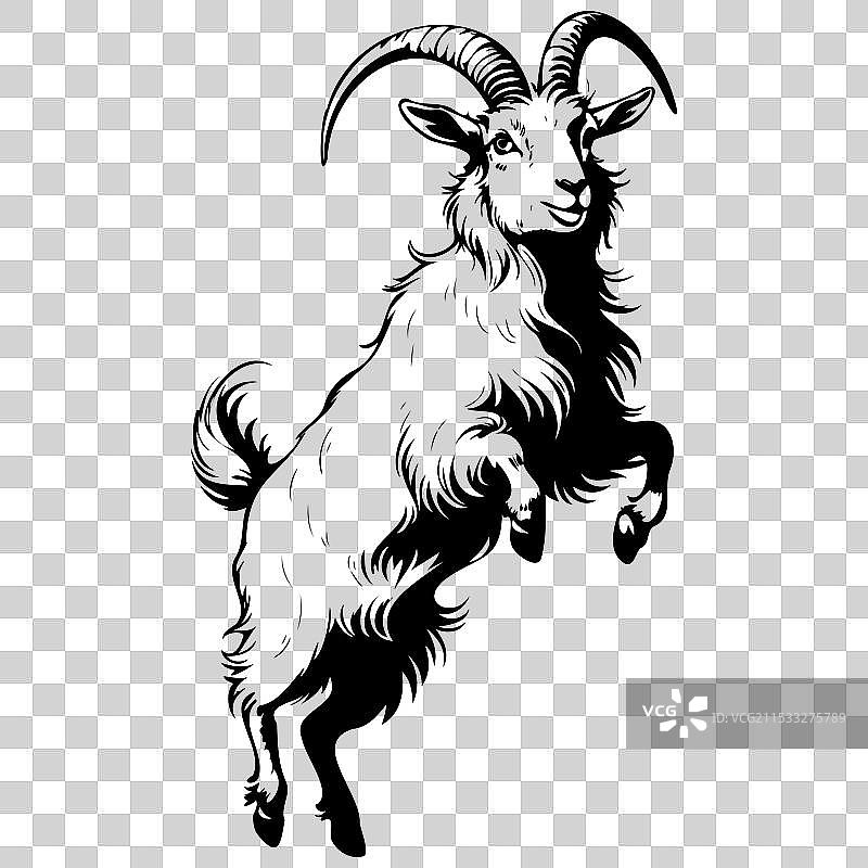 安哥拉山羊跳跃的黑色剪影动物画。图片素材