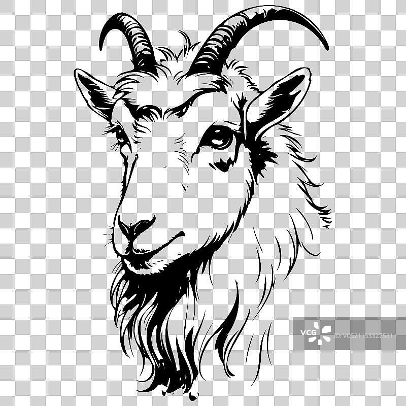 安哥拉山羊肖像画，逼真的手绘风格图片素材