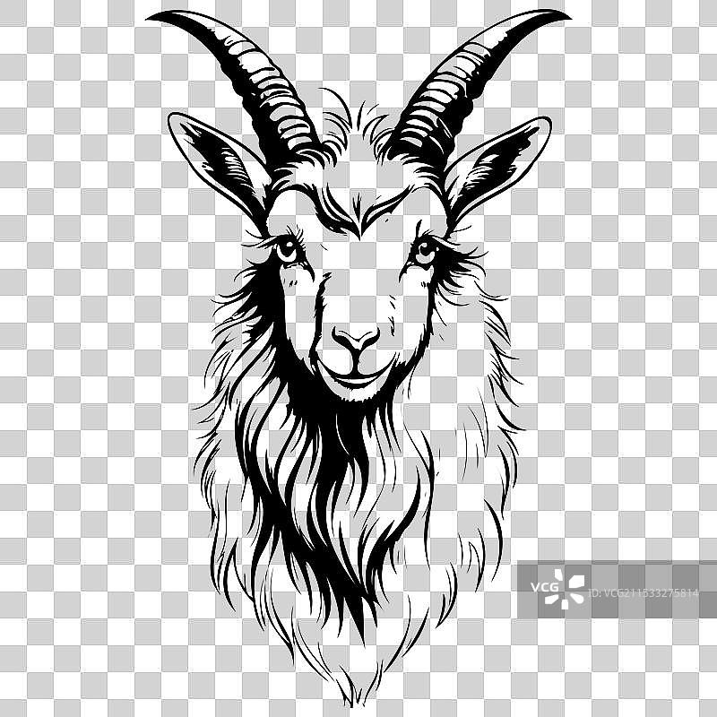 安哥拉山羊肖像单色轮廓画图片素材