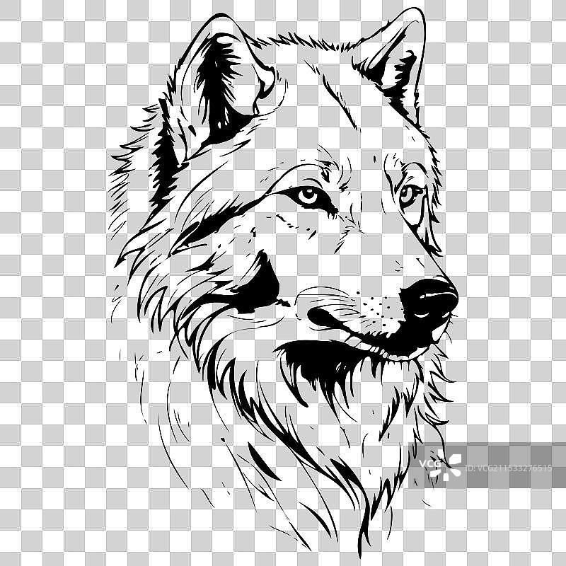 北极狼肖像单色轮廓画图片素材