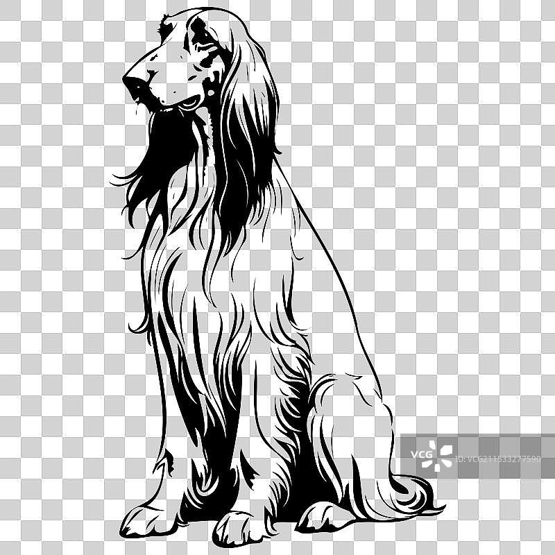手绘的坐着的阿富汗猎犬图片素材