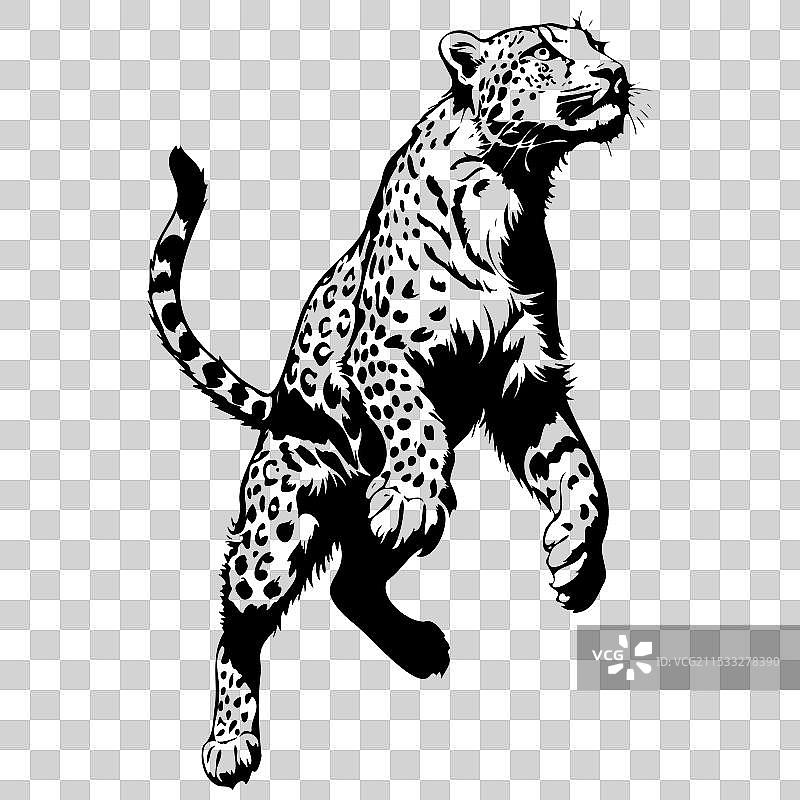 孤立的阿穆尔豹跳跃动物头部素描图片素材