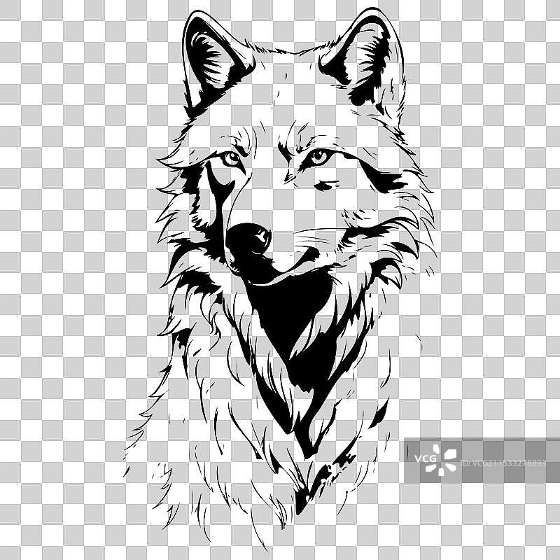 逼真的北极狼肖像素描手绘图片素材