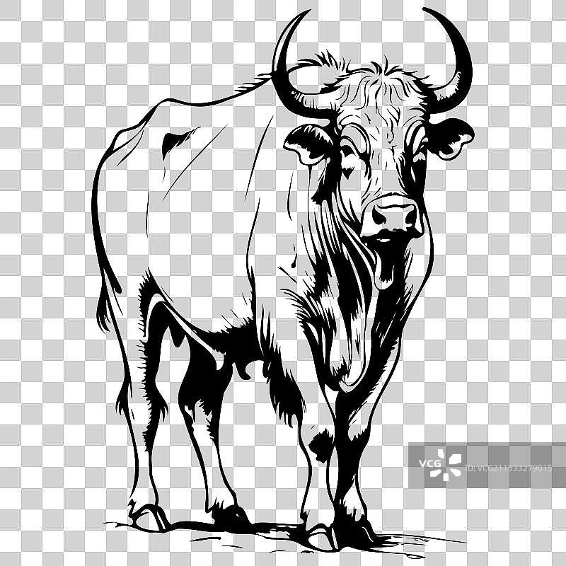 侧面站立的逼真野牛素描图片素材