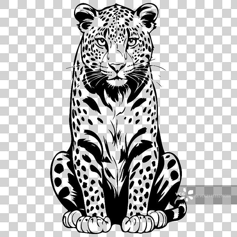 手绘的阿穆尔豹坐姿素描图片素材