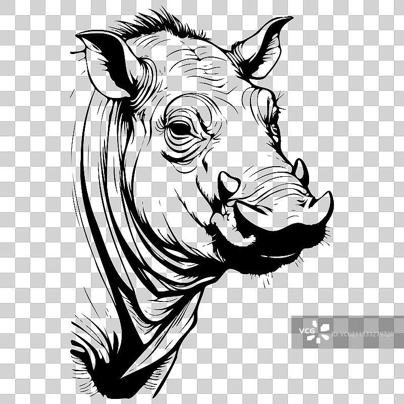 野生巴比鲁萨的肖像雕刻画图片素材