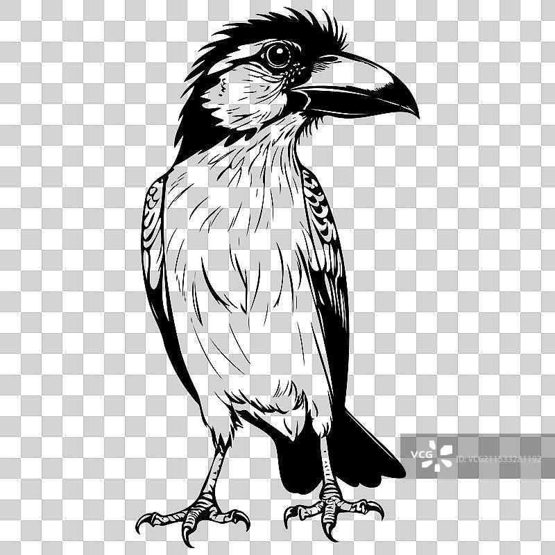单色手绘巴比特鸟动物图片素材