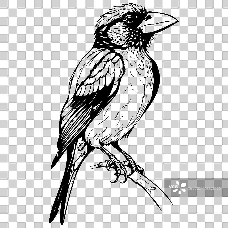 黑色手绘巴比特鸟肖像图片素材