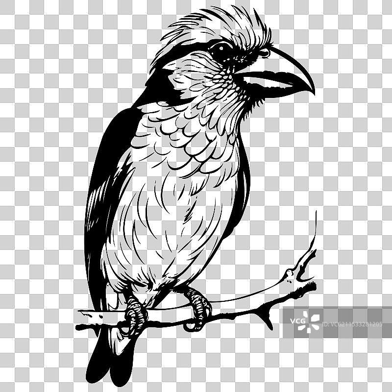 手绘巴比特鸟肖像图片素材