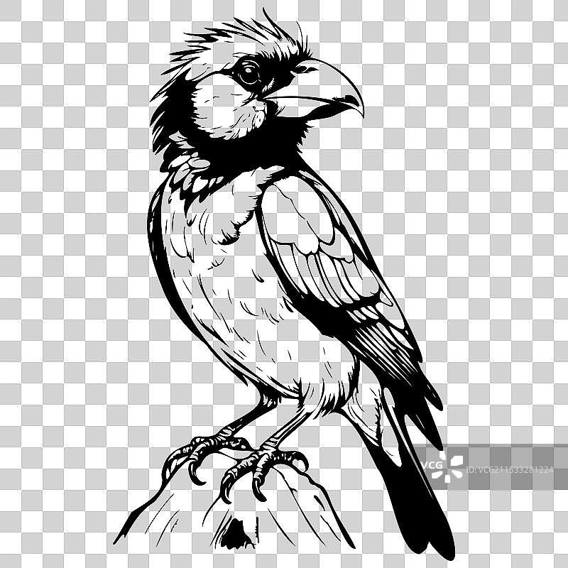 手绘的巴比特鸟坐着图片素材