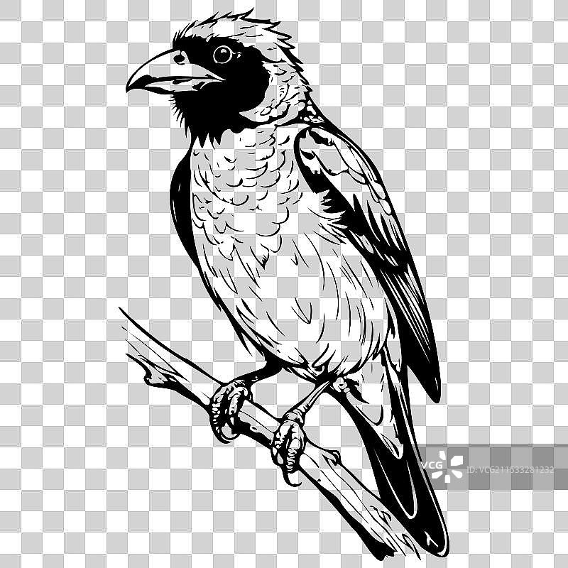 手绘的巴比特鸟坐着图片素材