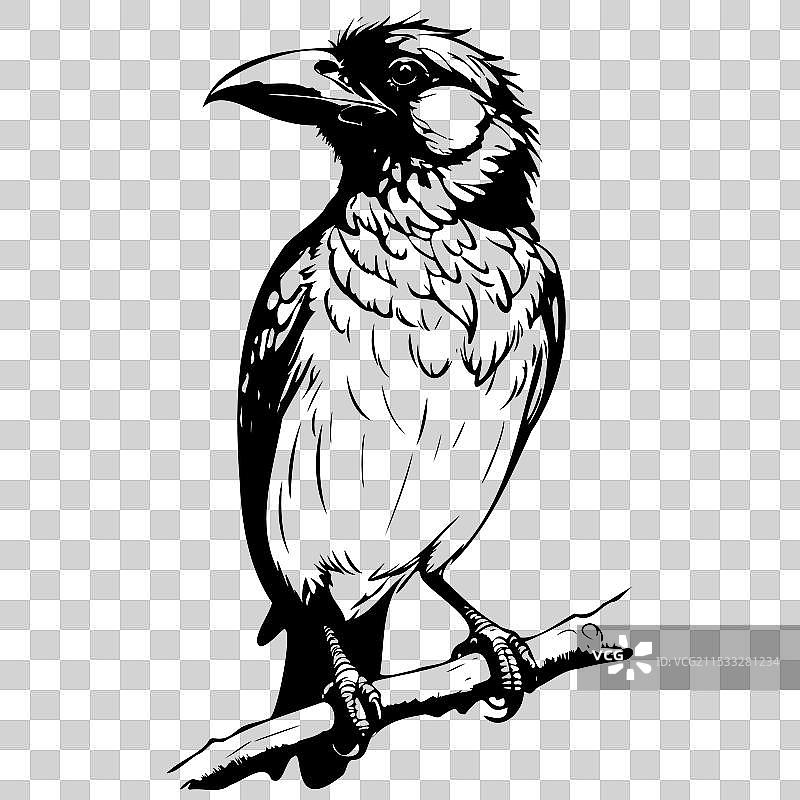 孤独的巴比特鸟，手绘动物图片素材