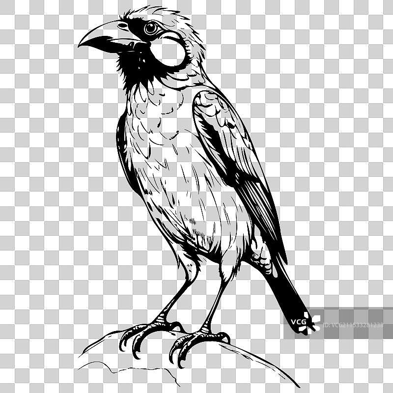 单色手绘的巴比特鸟坐着图片素材