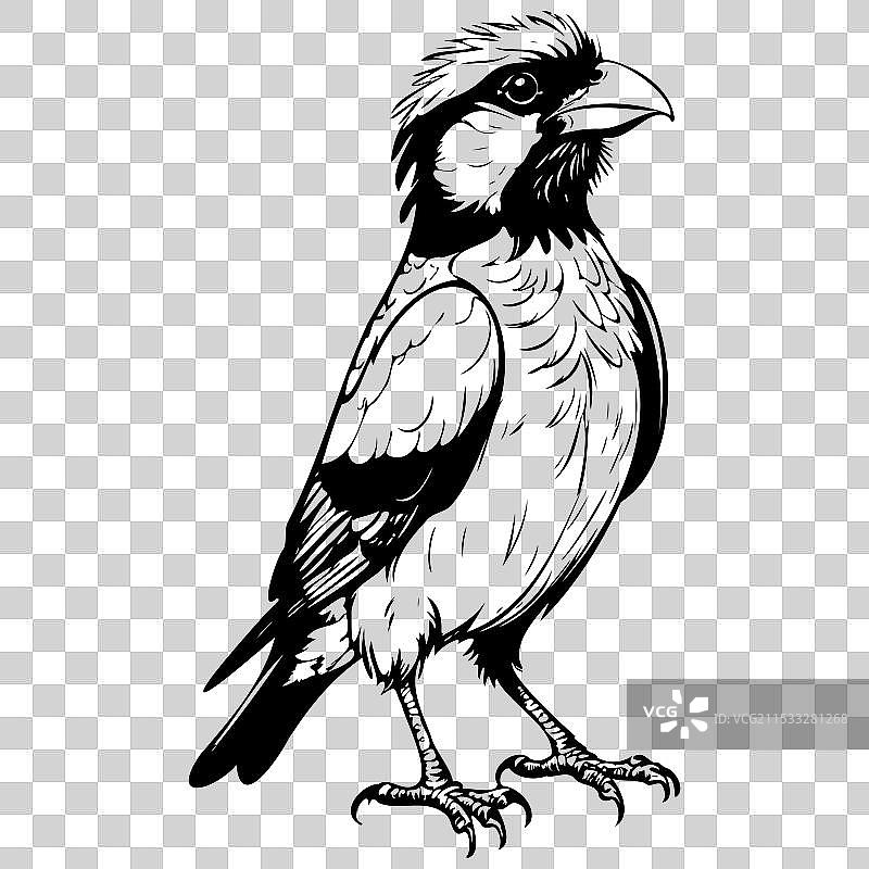 复古手绘的巴比特鸟图片素材