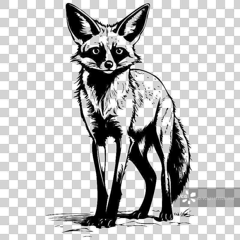 黑色手绘的蝙蝠耳狐图片素材