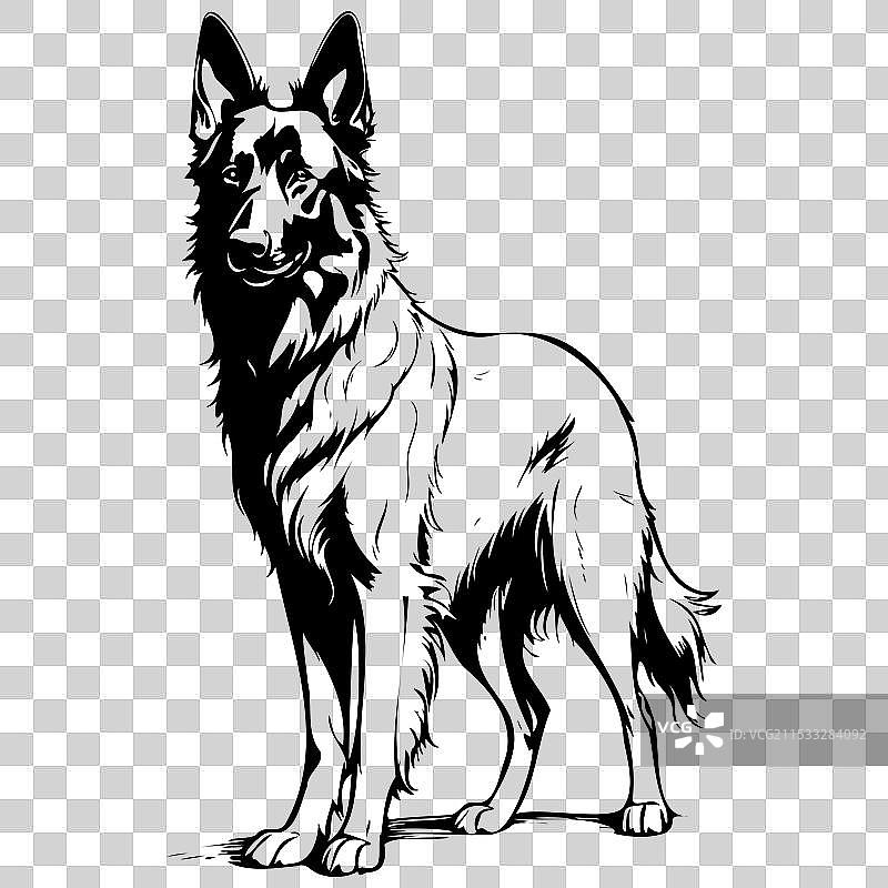 比利时牧羊犬 手绘动物图片素材
