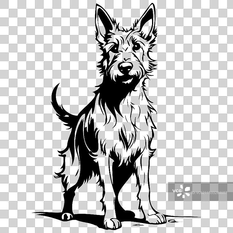 手绘的透明贝尔热皮卡犬图片素材