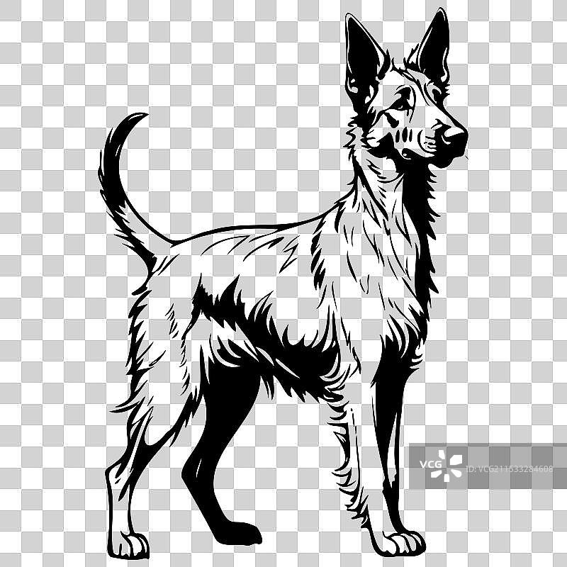 贝尔热皮卡犬的卡通动物轮廓画图片素材