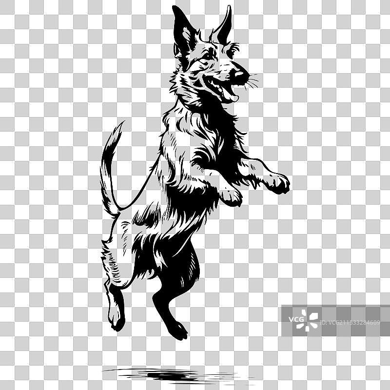 手绘的贝尔热皮卡犬跳跃雕刻动物图片素材